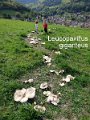 Leucopaxillus giganteus-amf1243-2